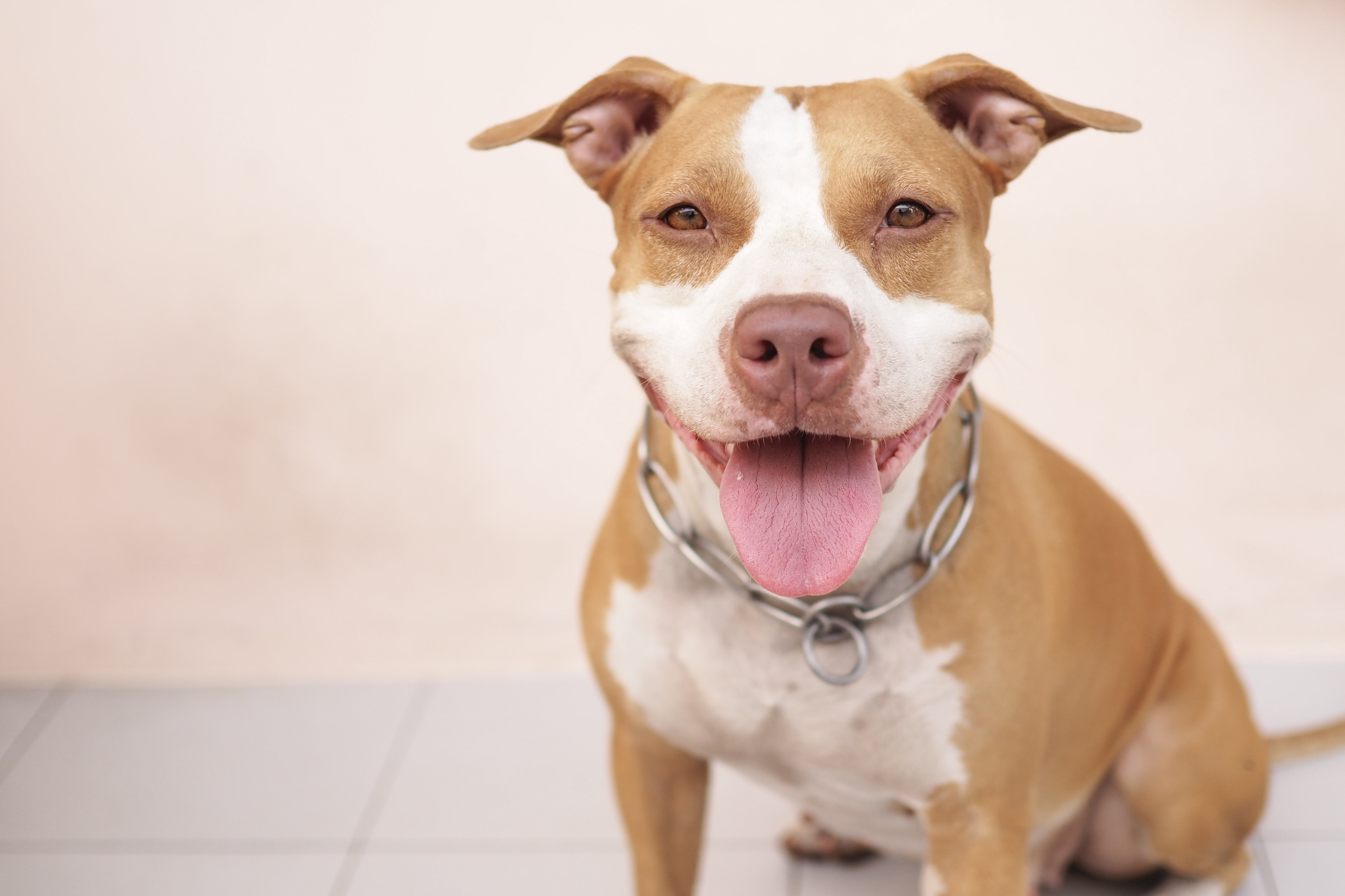 Những chú chó pit bull đáng yêu: Tìm hiểu về những huyền thoại đằng sau ...